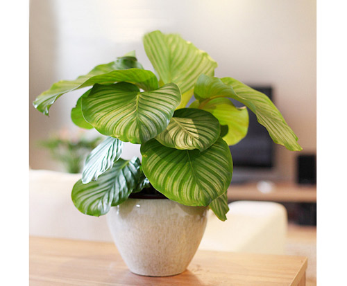 植物摆放风水