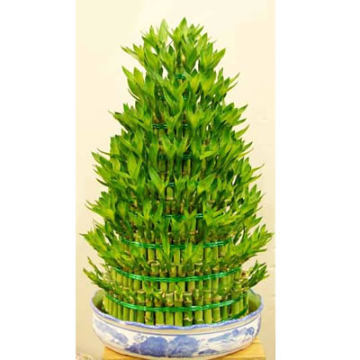 富贵竹