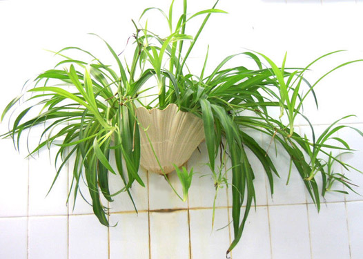 教你如何挑选山水画