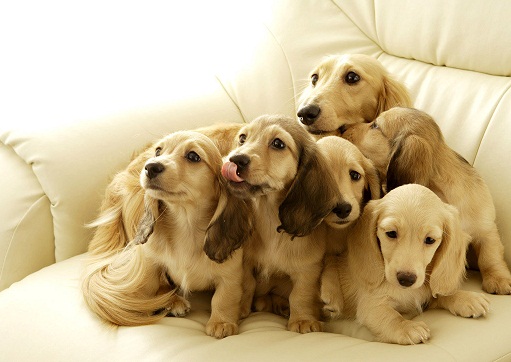 宠物饲养与风水有什么关系 宠物养得不对也会给自己带来坏运气