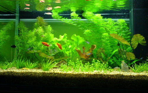 风水小提示：如何养缸开运的风水鱼