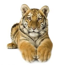 虎猴相冲怎么化解