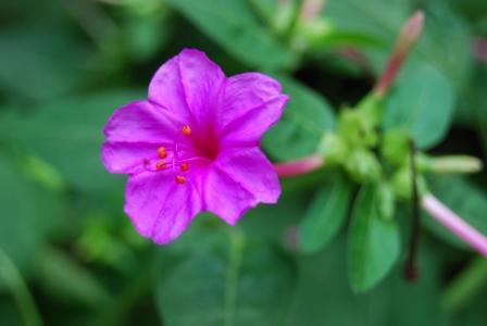 走霉运的风水植物